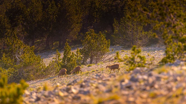 Wanderung zum Sonnenaufgang auf dem Gipfel des Mont Ventoux