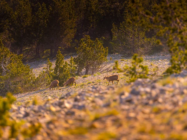 Sunrise hike to the summit of Mont Ventoux