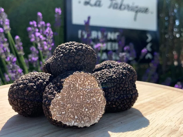 Truffle Copyright Plantin Truffes