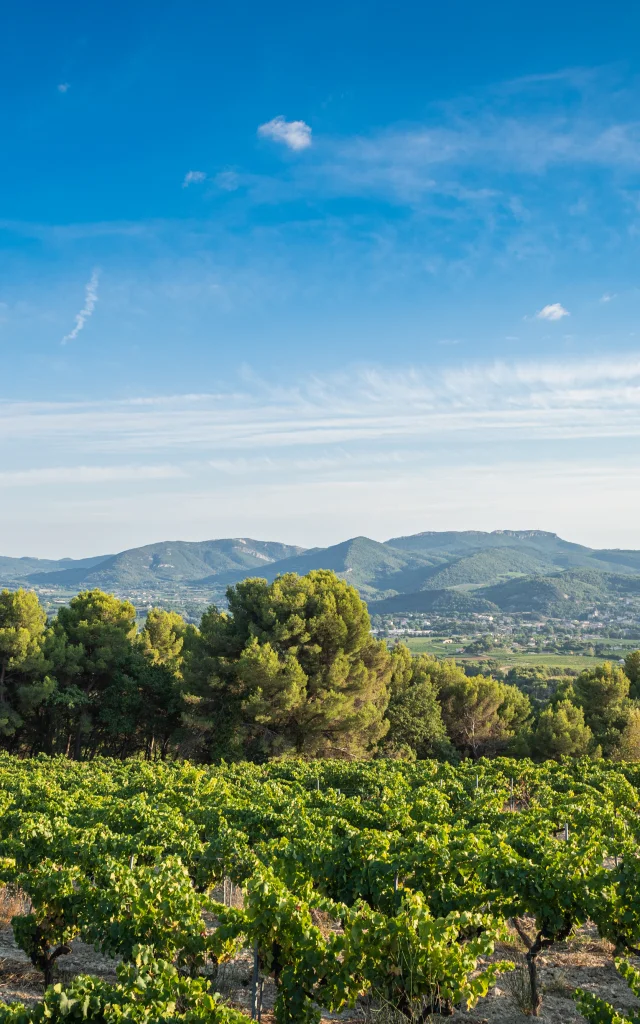 Apéro perché Youpi Tours auf dem Weingut La Fille des Vignes